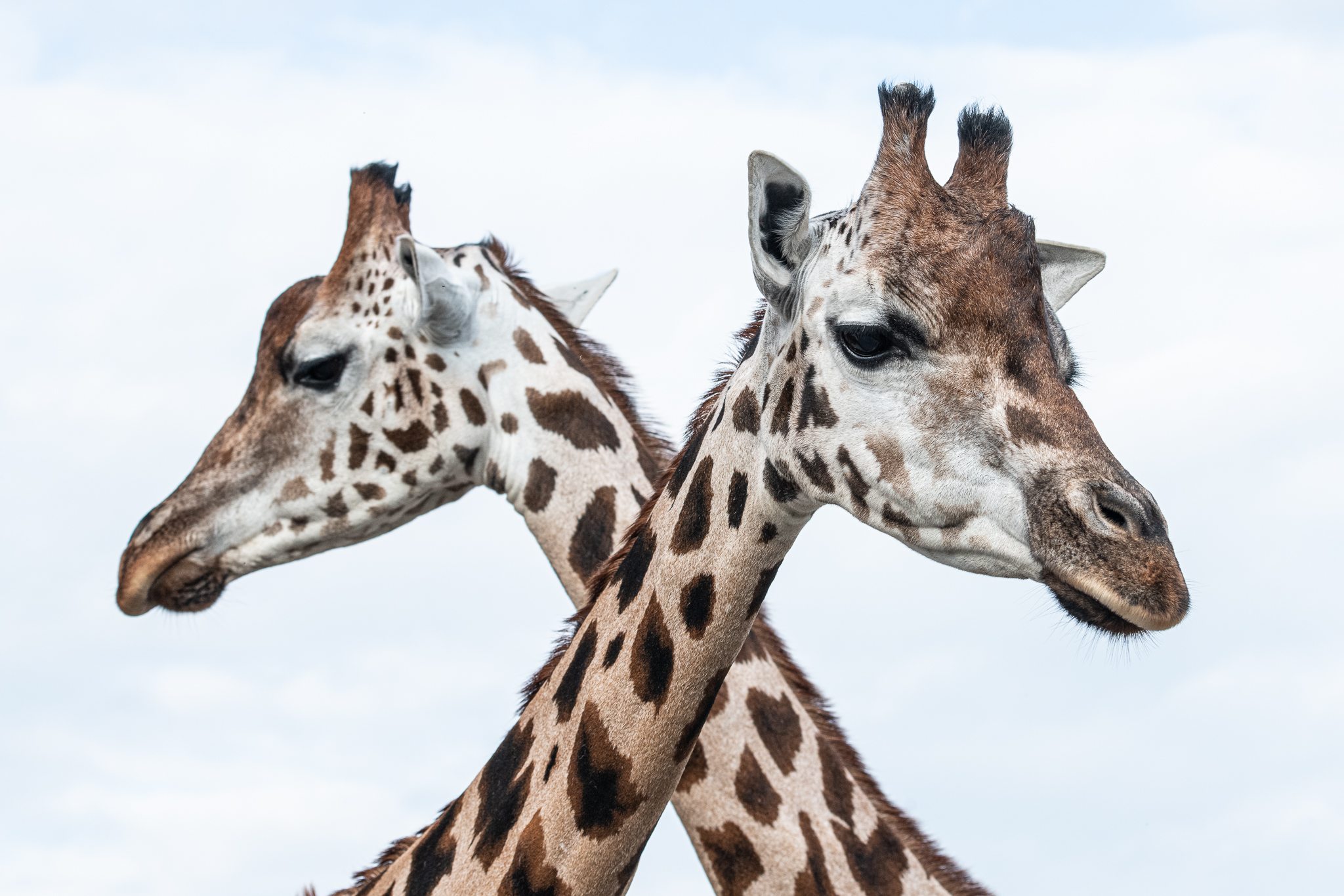 ZOO ST NAD LABEM